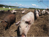 ���_�t�@�[���̓�