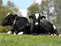 �֓��q��̋�