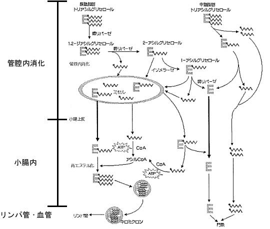 ���b�̎�ނƋz���}