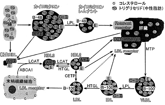 �L���~�N�����i�J�C���~�N�����j�̊T�v