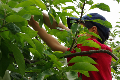 ��񂲂̑܂������i